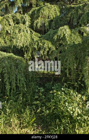 lush garden with pine leaves and branches Stock Photo