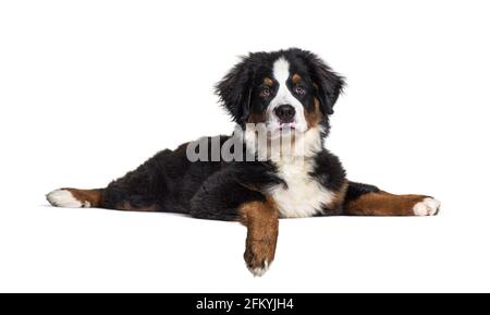 Lying down Bernese Mountain Dog Stock Photo