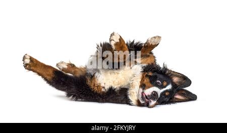 Crazy bernese monutain dog lying on its back, isolated Stock Photo