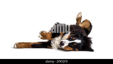 Crazy bernese monutain dog lying on its back, isolated Stock Photo