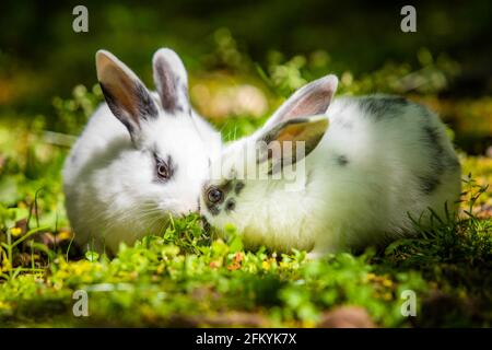 Pair of cute little baby rabbits eating grass on the meadow close up Stock Photo