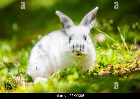 Cute little white bunny rabbit on the grass meadow eating portrait Stock Photo