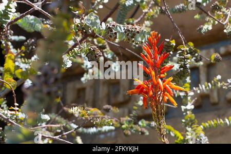 A coast paintbrush flower at the Disneyland resort in Anaheim, California, USA Stock Photo