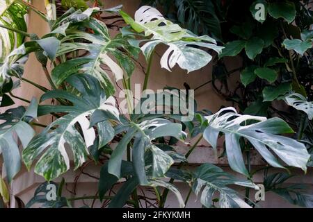 Beautiful variegated leaves of Monstera Deliciosa Albo tropical plant Stock Photo