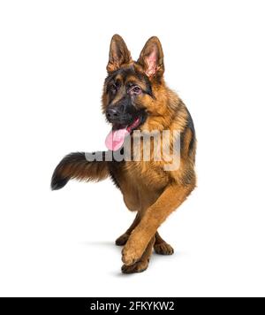 German shepherd panting and walking towards the camera, isolated on white Stock Photo