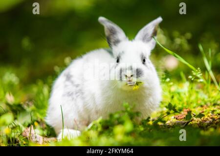 Cute little white bunny rabbit on the grass meadow eating portrait Stock Photo