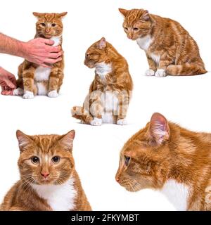 Assortment of many ginger cat isolated on white Stock Photo