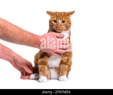 Training session with a young mixed breed ginger cat Stock Photo