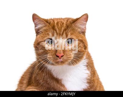 Head shot of a young ginger crossbreed cat looking at the camera Stock Photo