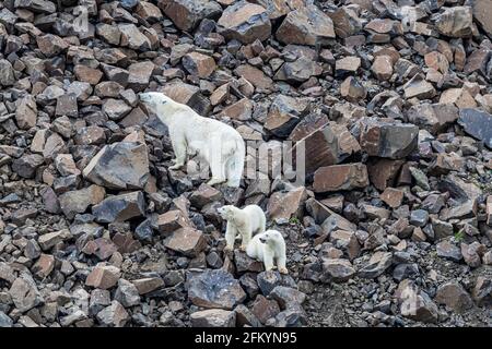 Polar Bears Ursus Maritimus 2 Year Old And A Spring Cubs Play With One 