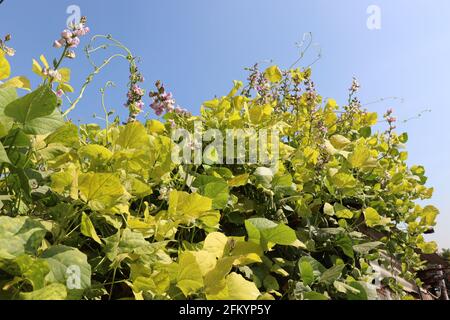 fresh and healthy Edamame flower stock on tree in firm for harvest Stock Photo