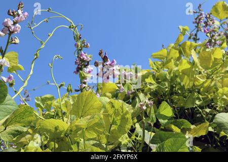 fresh and healthy Edamame flower stock on tree in firm for harvest Stock Photo