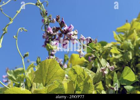 fresh and healthy Edamame flower stock on tree in firm for harvest Stock Photo