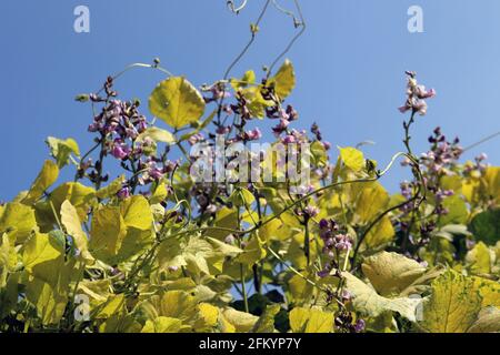 fresh and healthy Edamame flower stock on tree in firm for harvest Stock Photo