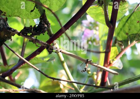 fresh and healthy Edamame flower stock on tree in firm for harvest Stock Photo