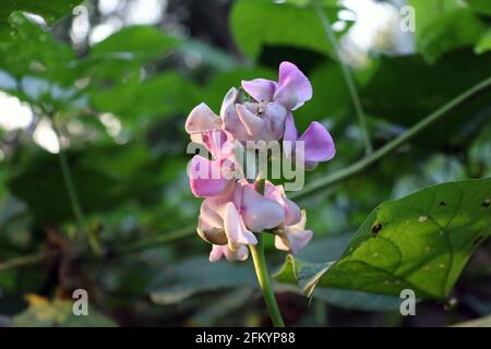 fresh and healthy Edamame flower stock on tree in firm for harvest Stock Photo