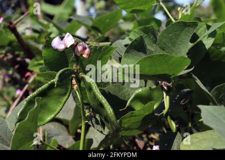 fresh and healthy Edamame stock on tree in firm for harvest Stock Photo