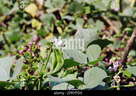 fresh and healthy Edamame stock on tree in firm for harvest Stock Photo