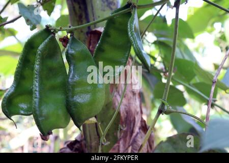 fresh and healthy Edamame stock on tree in firm for harvest Stock Photo