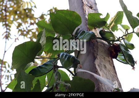 fresh and healthy Edamame stock on tree in firm for harvest Stock Photo