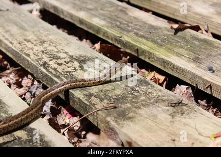 An Eastern Garter Snake Stock Photo