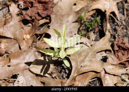 An Albino Garden Phlox Sprout Stock Photo