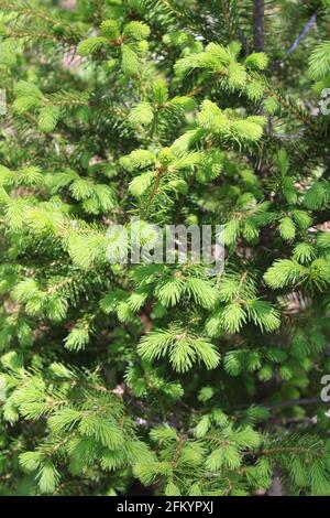 New Growth on a Norway Spruce in Spring Stock Photo