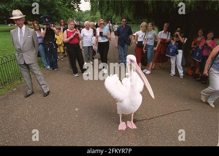 A pelican joining in the celebrations for the Queen Mother 100th Birthday Pageant. Stock Photo