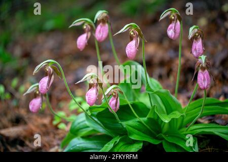 Pink Lady's Slipper (cypripedium Acaule) Wildflowers Growing In 