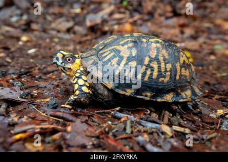 Eastern box turtle (Terrapene carolina carolina) - Pisgah National Forest, Brevard, North Carolina, USA Stock Photo