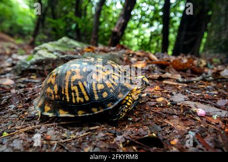 Eastern box turtle (Terrapene carolina carolina) - Pisgah National Forest, Brevard, North Carolina, USA Stock Photo