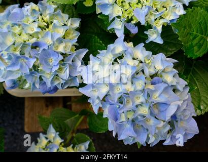 Blue Bigleaf Hydrangea Bushes H. Macrophylls Stock Photo