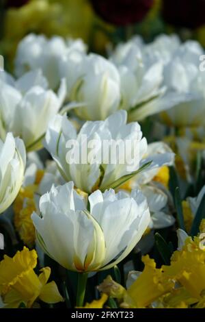 Double White Tulips in a Botanical Garden Stock Photo