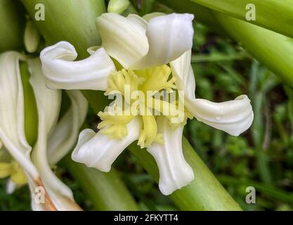 Close-up of the papaya, Carica papaya, female flower Stock Photo