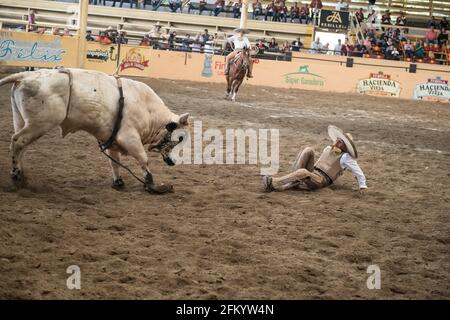 A daring charro holds on tight during the exhilarating bull riding event at the Campeonato Millonario Lienzo de Charro, a traditional Mexican rodeo. Stock Photo