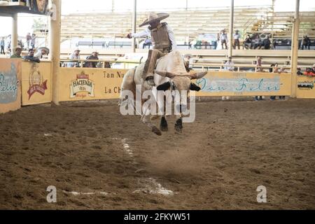 A daring charro holds on tight during the exhilarating bull riding event at the Campeonato Millonario Lienzo de Charro, a traditional Mexican rodeo. Stock Photo