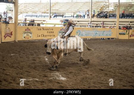 A daring charro holds on tight during the exhilarating bull riding event at the Campeonato Millonario Lienzo de Charro, a traditional Mexican rodeo. Stock Photo