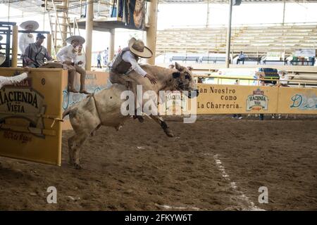 A daring charro holds on tight during the exhilarating bull riding event at the Campeonato Millonario Lienzo de Charro, a traditional Mexican rodeo. Stock Photo