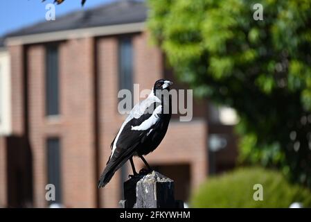 An Australian magpie looking to its right while atop a dirty and worn fence post, in front of houses and trees on a suburban street Stock Photo