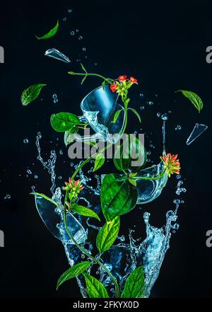 Green vines and leaves with broken glass cup in water splash, spring teatime, creative food photography in action Stock Photo
