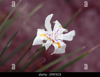 Fairy Iris flower, Dietes grandiflora, large wild iris. Stock Photo