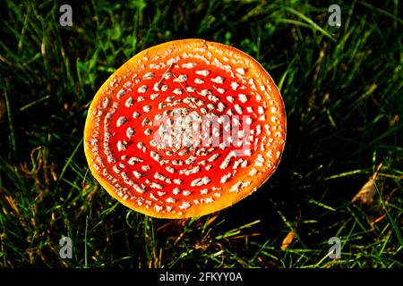 deadly red and white fly agaric fungus seen from above Stock Photo