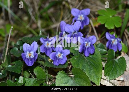 violet wildflowers close up Stock Photo