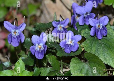 violet wildflowers close up Stock Photo