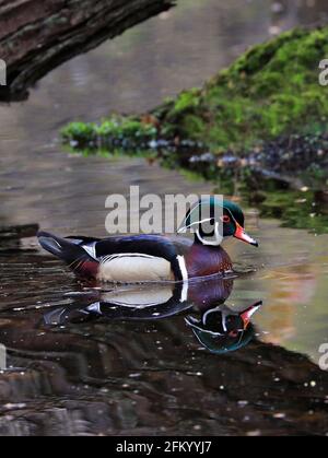 Colorful Wood Duck floating on the lake with reflection, Quebec, Canada Stock Photo