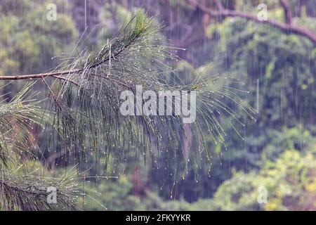 Rain drops on Casuarina tree leaves Stock Photo