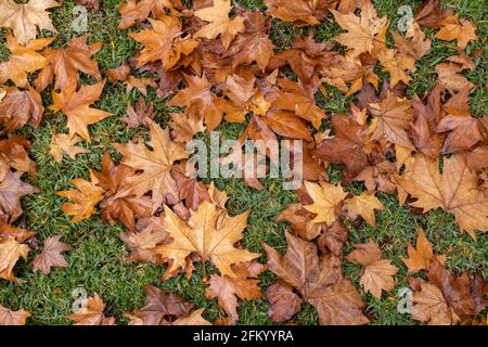 Autumn or Fall leaves laying on the ground Stock Photo