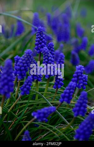A blue blooming group of grape hyacinths against a green background in a garden on a bright April day. Stock Photo