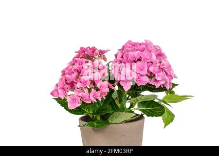 Pink Hydrangea in pot. Hydrangea Macrophylla. Stock Photo