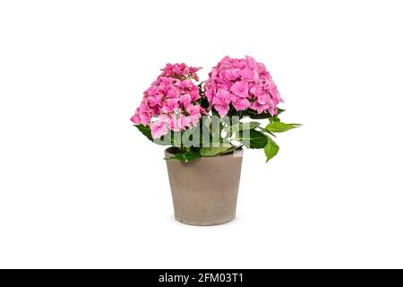 Pink Hydrangea in pot isolated on white. Stock Photo